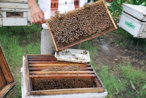 Big Bee Farm