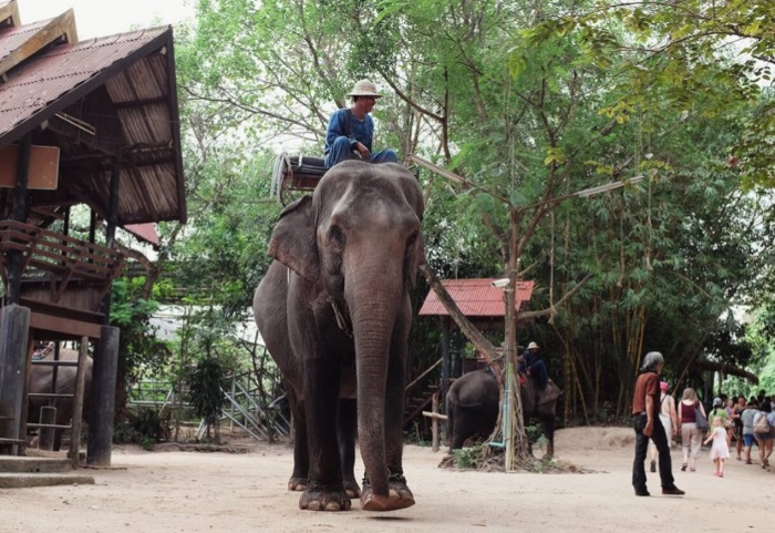 Pattaya Elephant Village