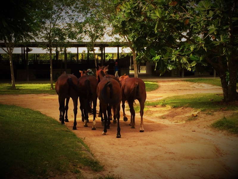 Polo Escape Thailand Horse Farm