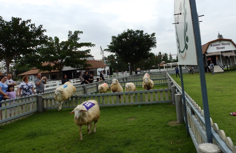 Swiss Sheep Farm Pattaya