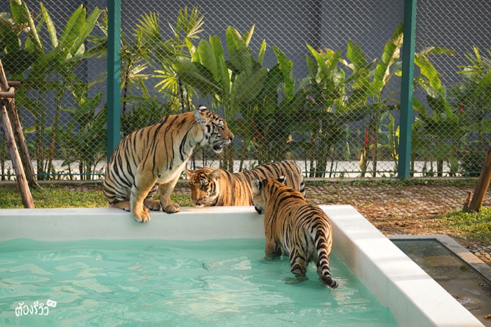 Tiger Park Pattaya