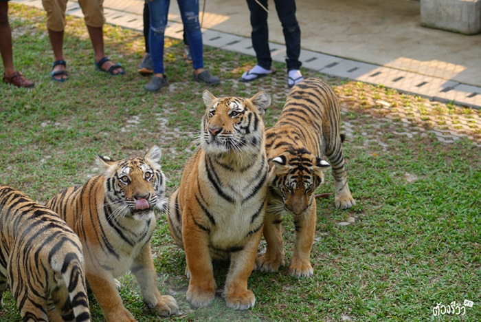 Tiger Park Pattaya