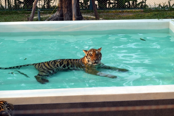 Tiger Park Pattaya