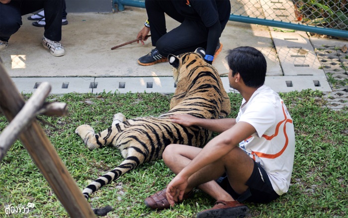 Tiger Park Pattaya