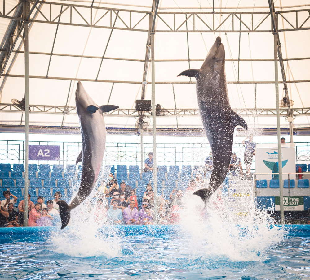 Pattaya Dolphinarium