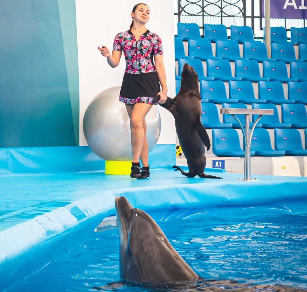 Pattaya Dolphinarium