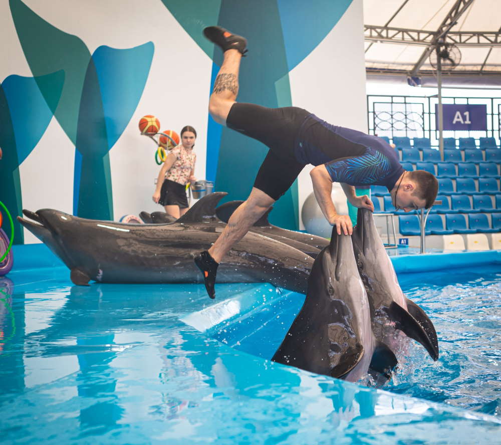 Pattaya Dolphinarium