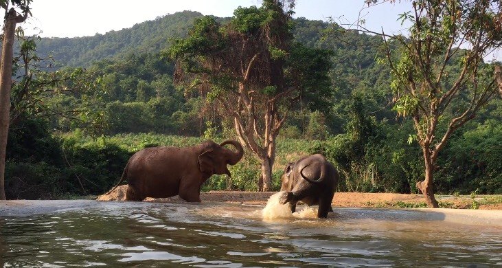 Pattaya Elephant Sanctuary