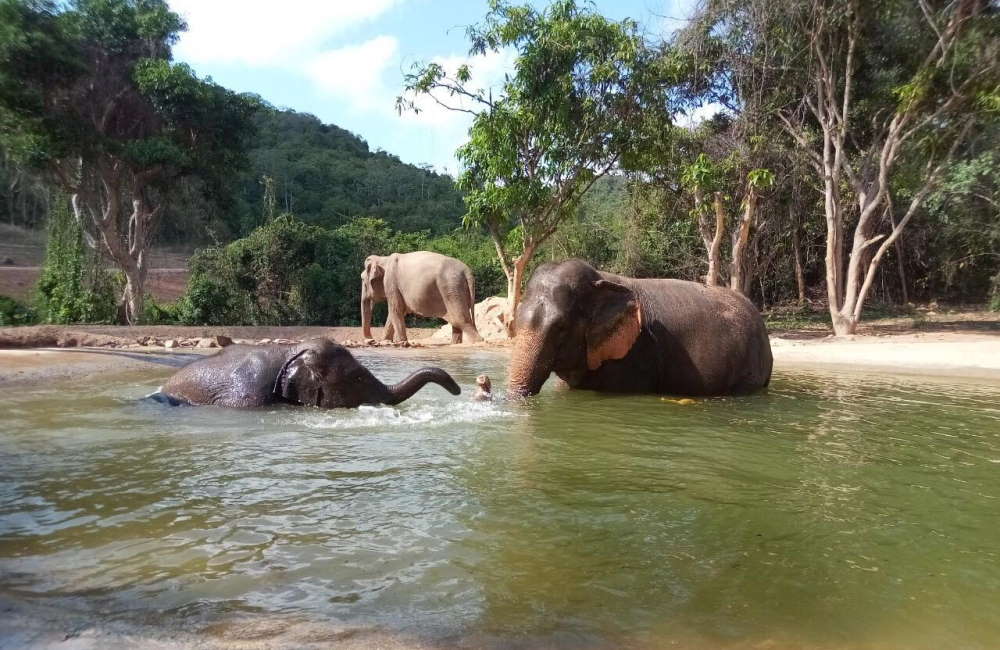 Pattaya Elephant Sanctuary