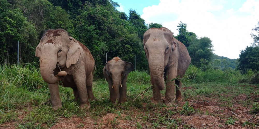 Pattaya Elephant Sanctuary