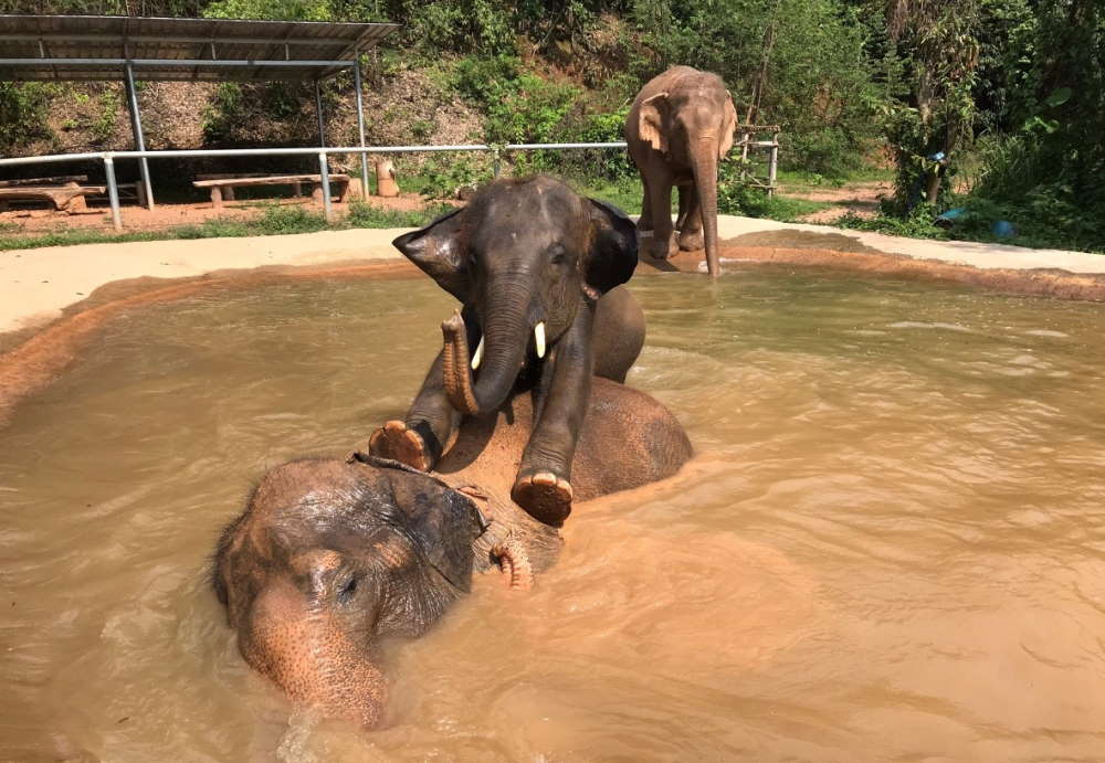 Pattaya Elephant Sanctuary