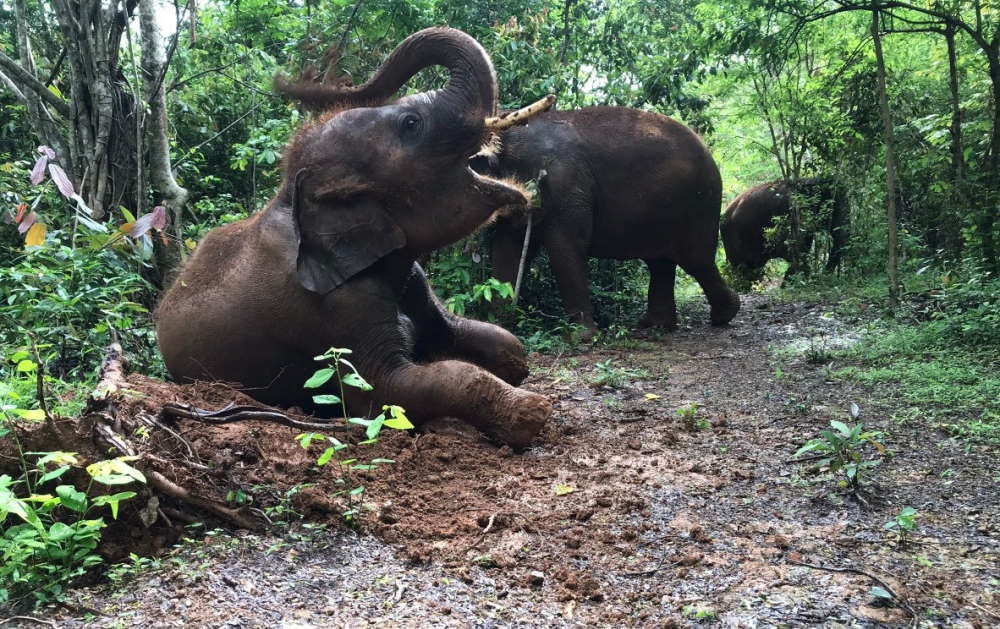 Pattaya Elephant Sanctuary