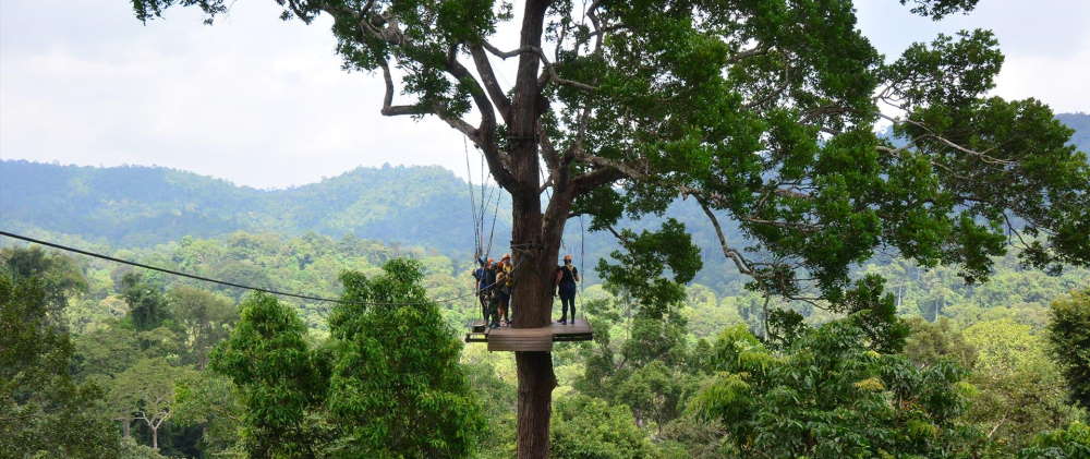 Flight of the Gibbon