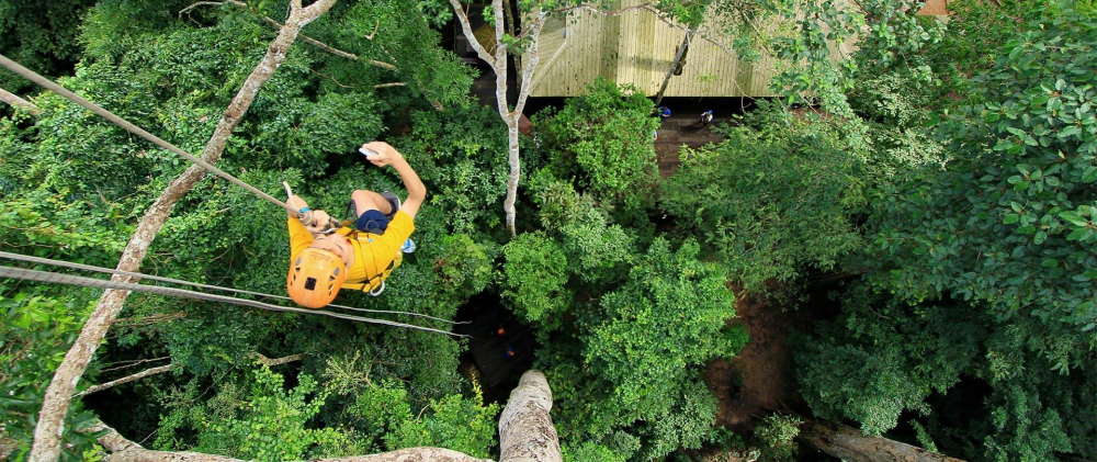 Flight of the Gibbon