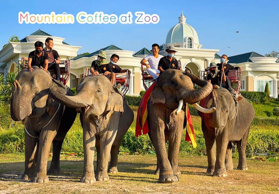 Mountain Coffee at Zoo