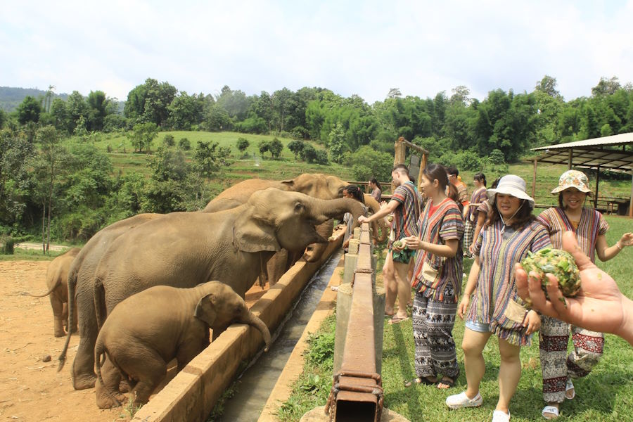 Elephant Jungle Sanctuary