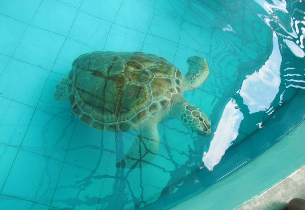 Royal Thai Navy Sea Turtle Conservation Center