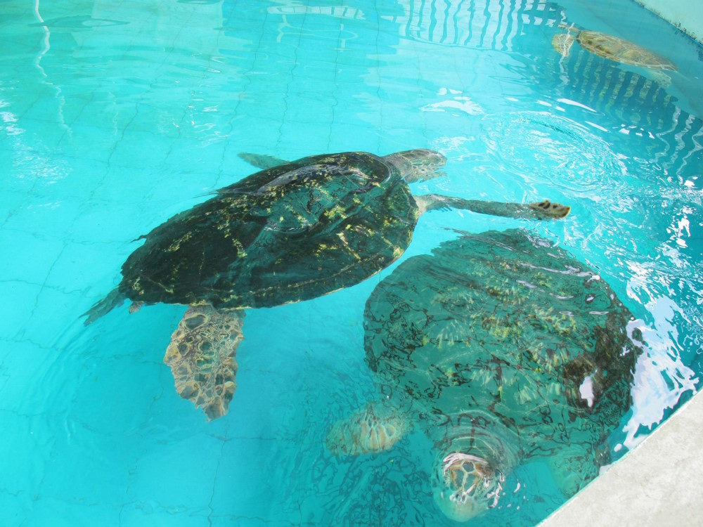 Royal Thai Navy Sea Turtle Conservation Center