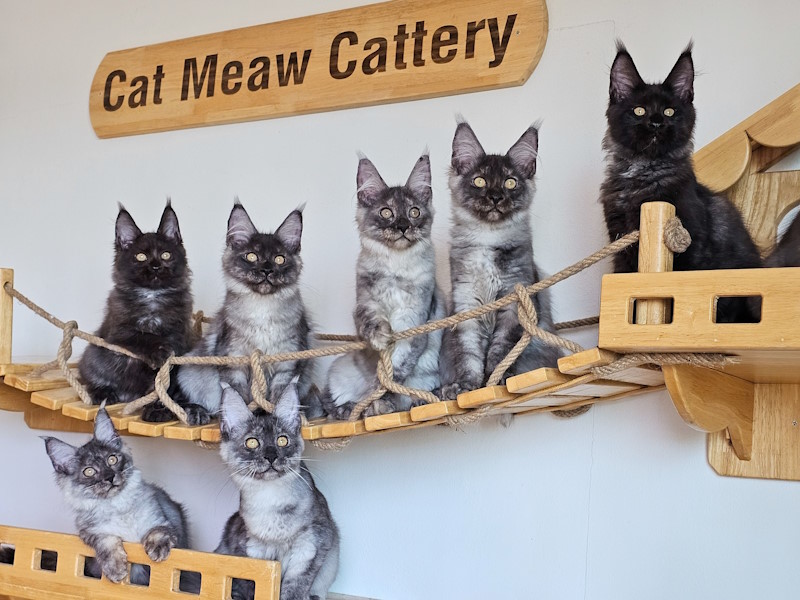 Cat Meow - at Cafe - Cat Hotel - Grooming Salon