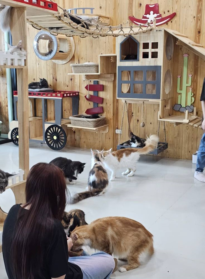 Cat Meow - at Cafe - Cat Hotel - Grooming Salon