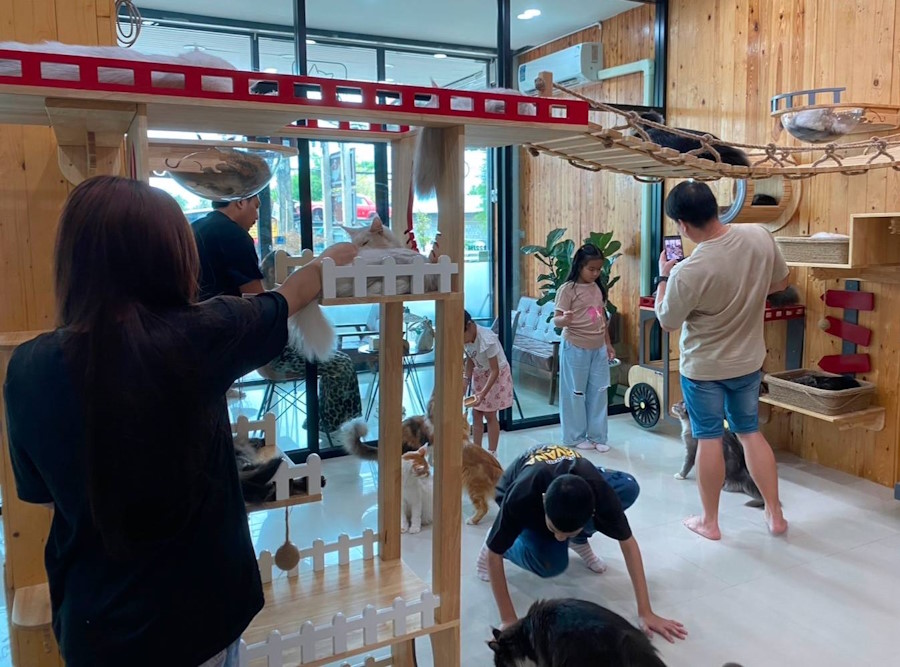 Cat Meow - at Cafe - Cat Hotel - Grooming Salon