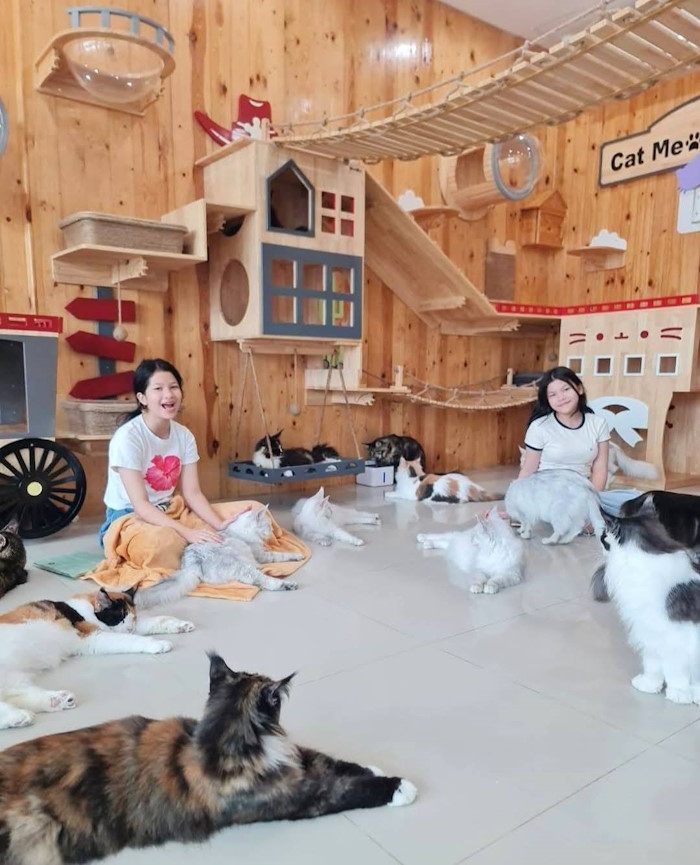 Cat Meow - at Cafe - Cat Hotel - Grooming Salon