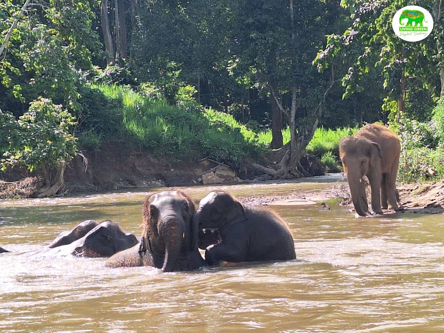 Living Green Elephant Sanctuary